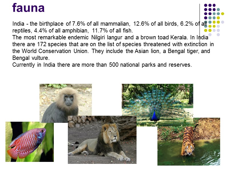 fauna India - the birthplace of 7.6% of all mammalian, 12.6% of all birds,